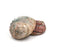 pink abalone